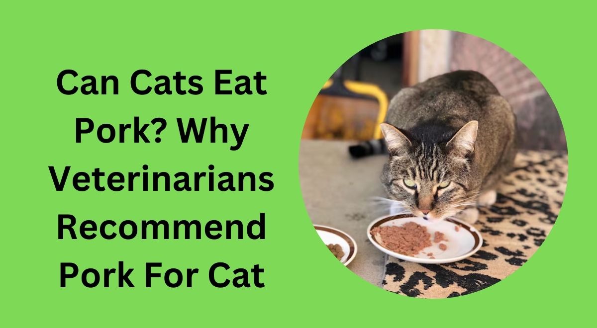 can cats eat pork