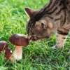 Can Cats Eat Mushrooms