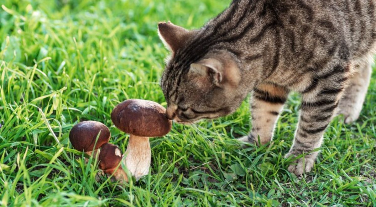 Can Cats Eat Mushrooms