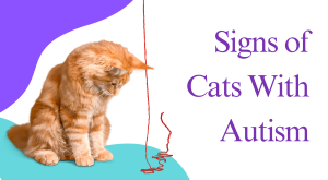 Signs of Cats With Autism