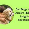 Can Dogs Have Autism