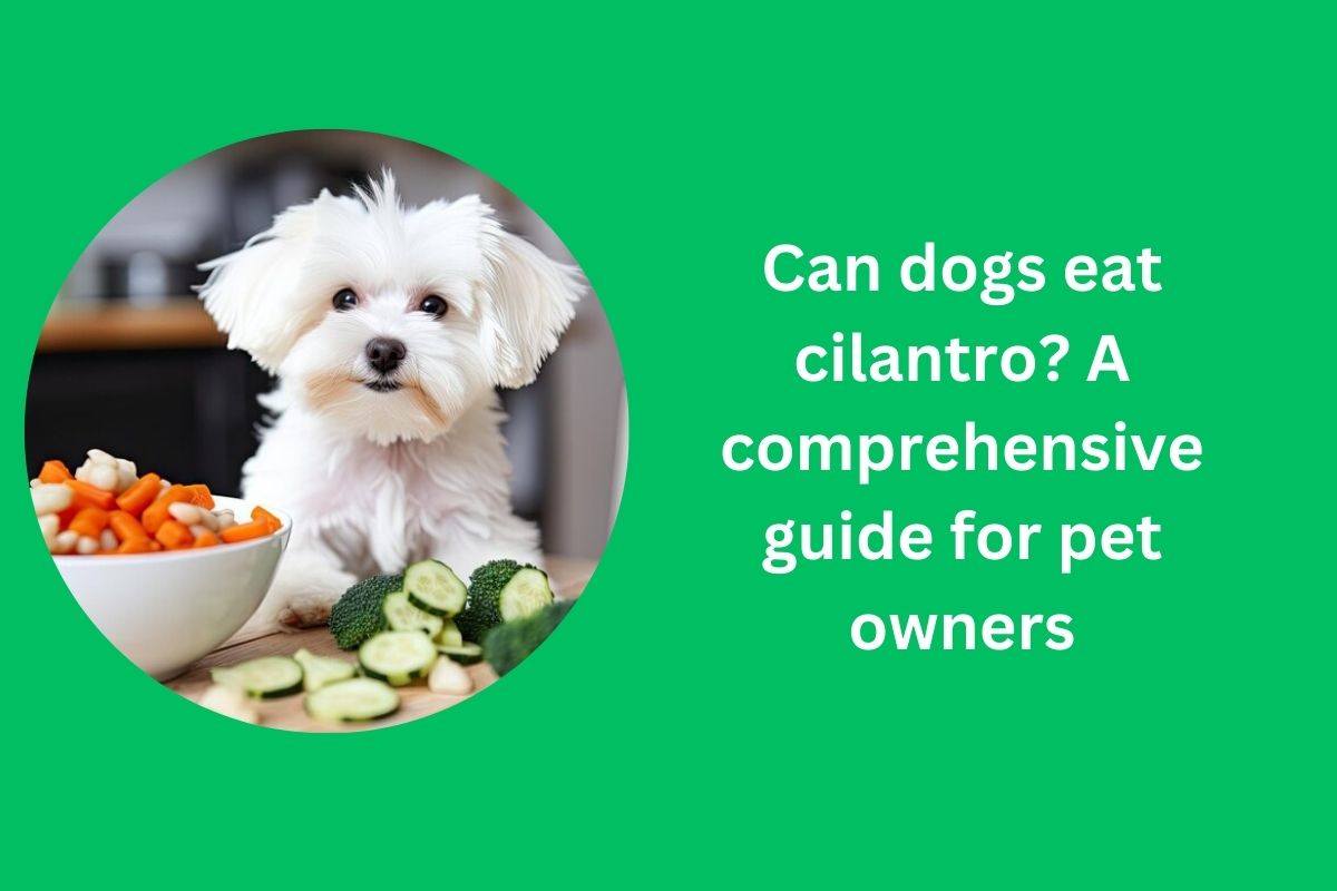 Can dogs eat cilantro