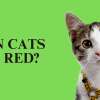 Can Cats See Red