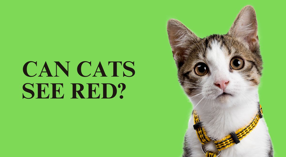 Can Cats See Red