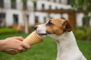 Can Dogs Eat Whipped Cream