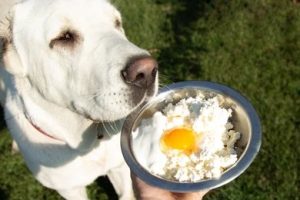 Can dogs eat egg shells