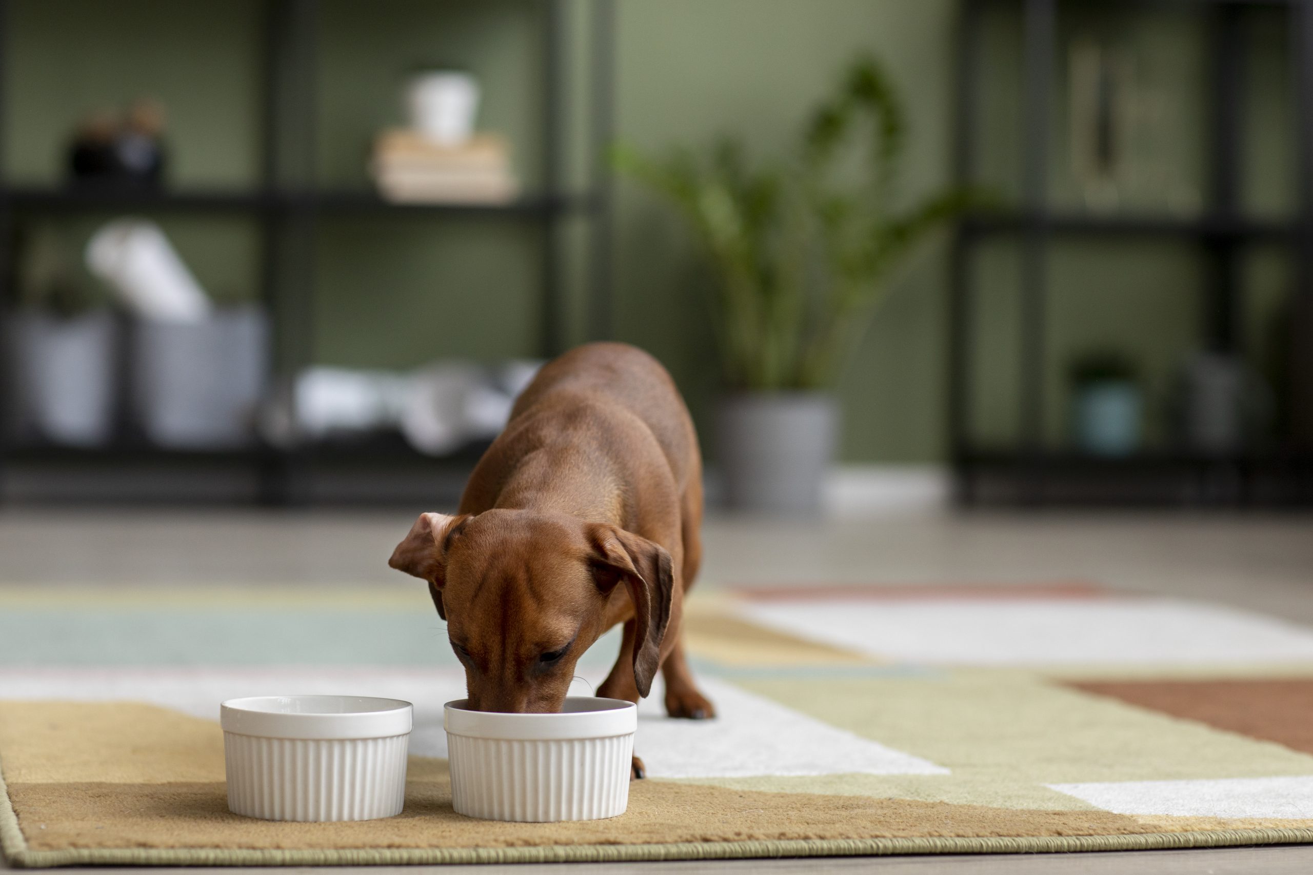 Can Dogs Eat Eggplant