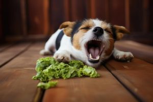 Can dogs eat cilantro