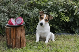 Can dogs eat dragon fruit