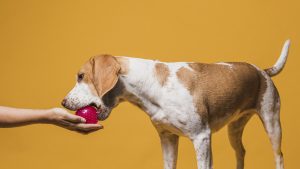 Can dogs eat egg shells