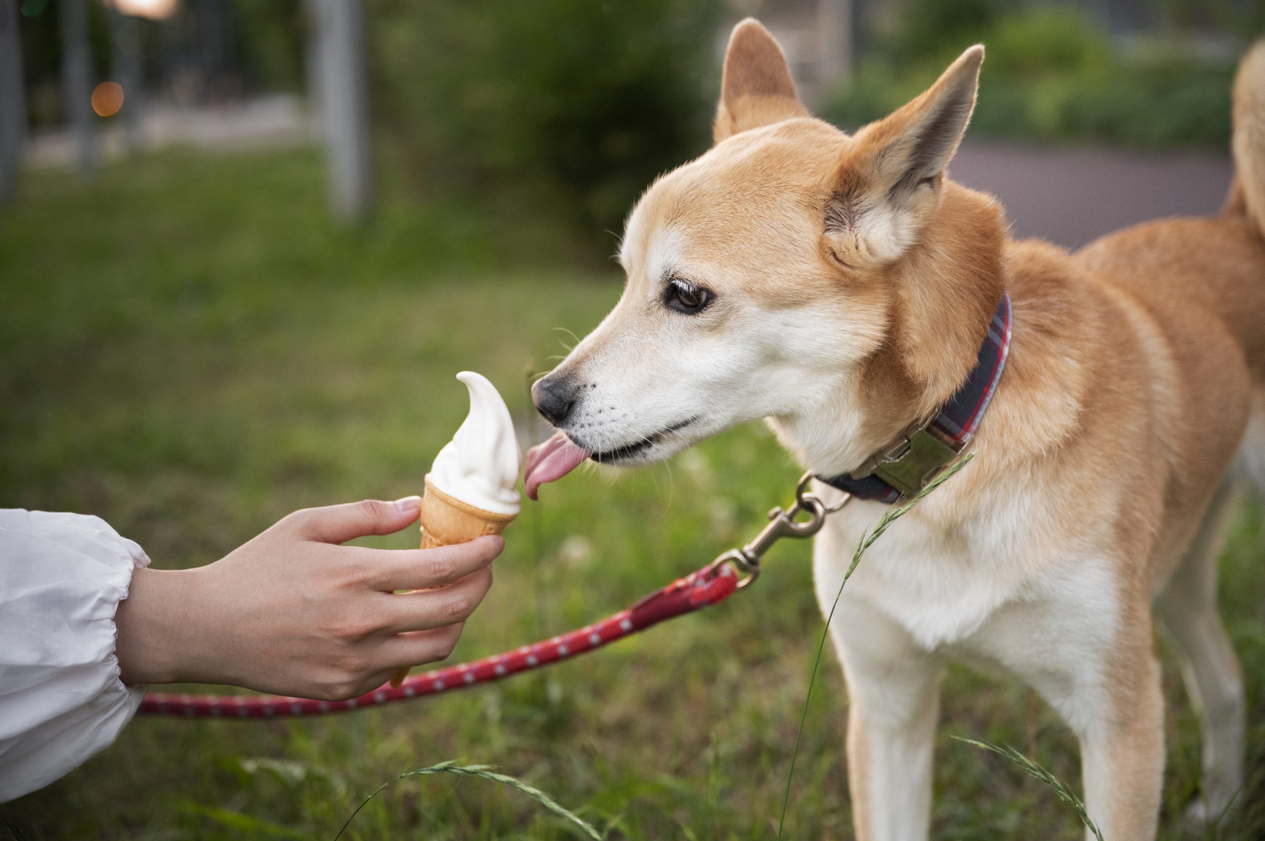 can dogs have cream cheese