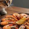 Can Cats Have Shrimp