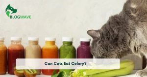 Can Cats Eat Celery