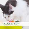 Can Cats Eat Celery