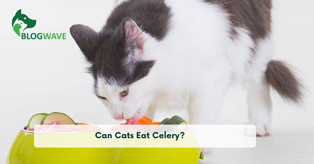 Can Cats Eat Celery