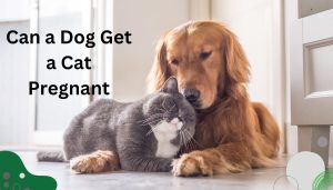 Can a Dog Get a Cat Pregnant