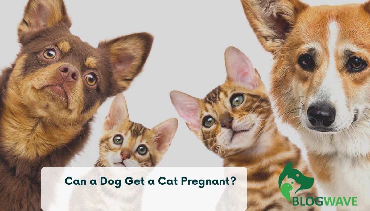 Can a Dog Get a Cat Pregnant