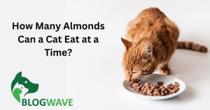 How Many Almonds Can a Cat Eat at a Time?