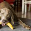 Can Dogs Eat Plantains