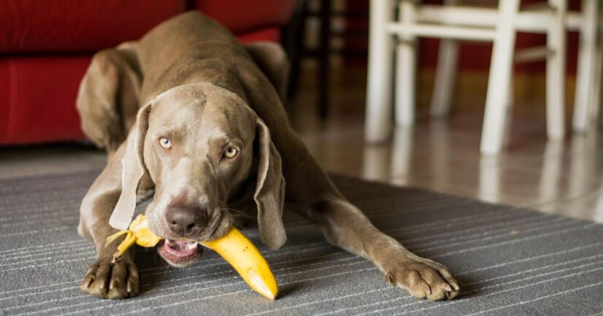 Can Dogs Eat Plantains