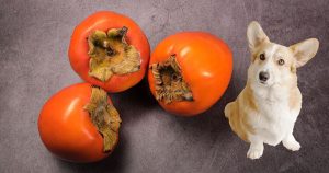 can dogs eat persimmons