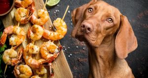 Can dogs eat shrimp