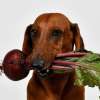 Can Dogs Have Beets