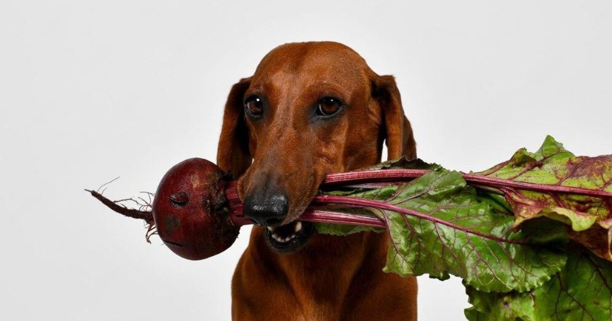 Can Dogs Have Beets