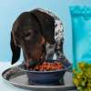 Top 7 Best Dog Foods