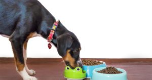 Top 7 Best Dog Foods