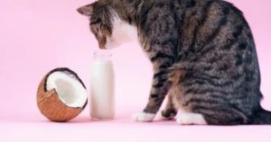 Can Cats Have Coconut Milk