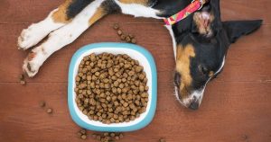 Top 7 Best Dog Foods