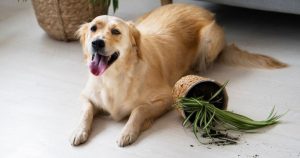 Best Dog Food for Anal Gland Issues