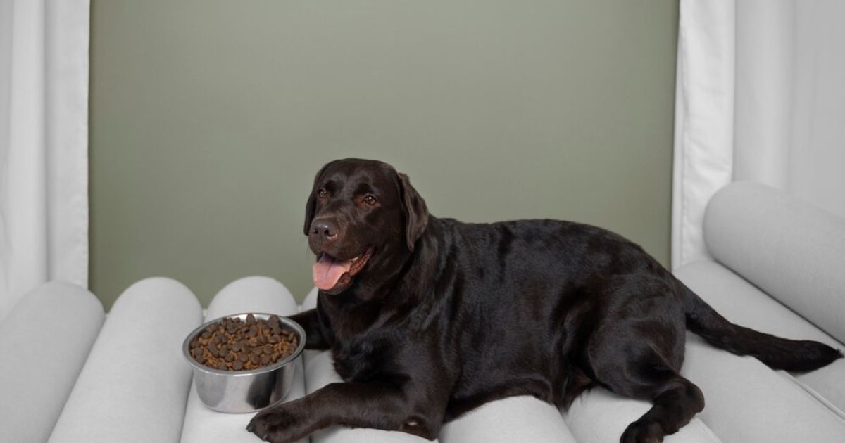 Best Dog Food for Anal Gland Issues