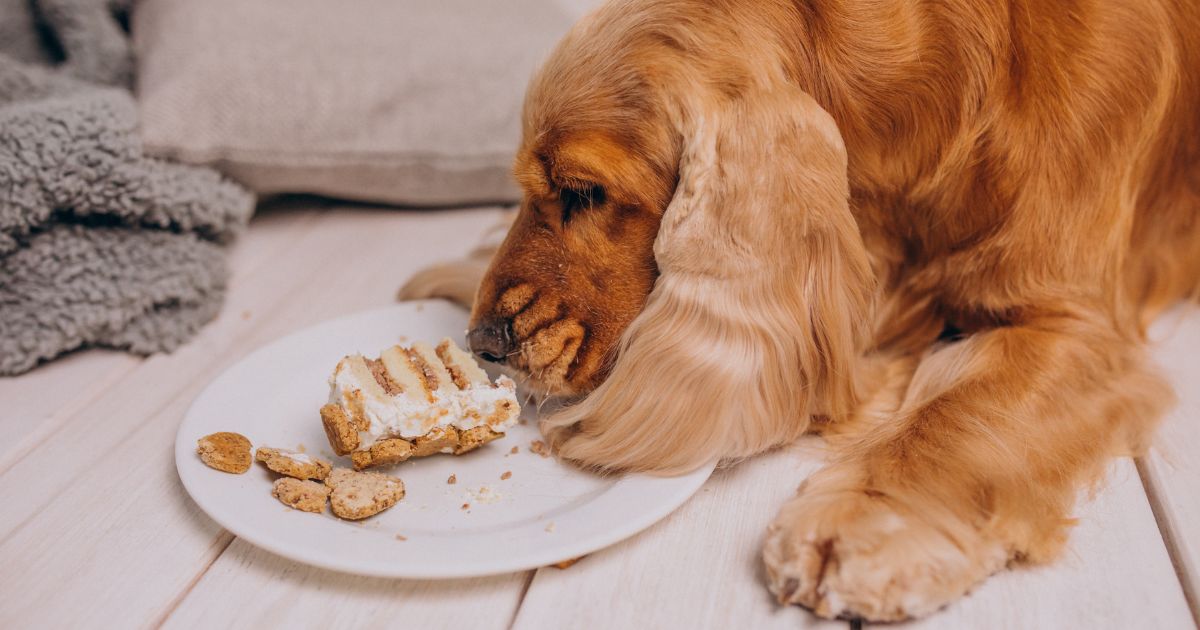 Can Dogs Have Cream Cheese