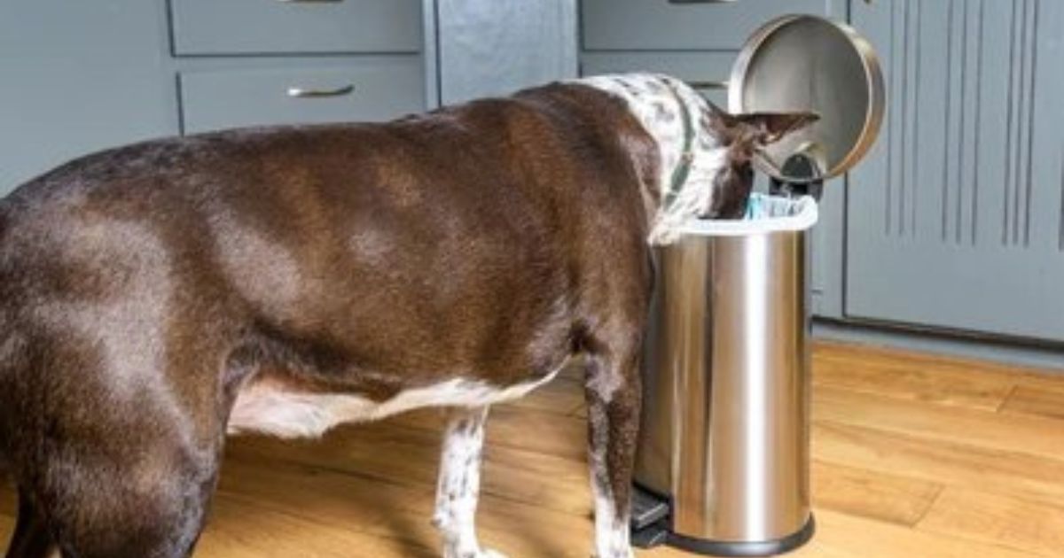 dog proof trash can