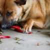 Can Dogs Eat Jalapenos