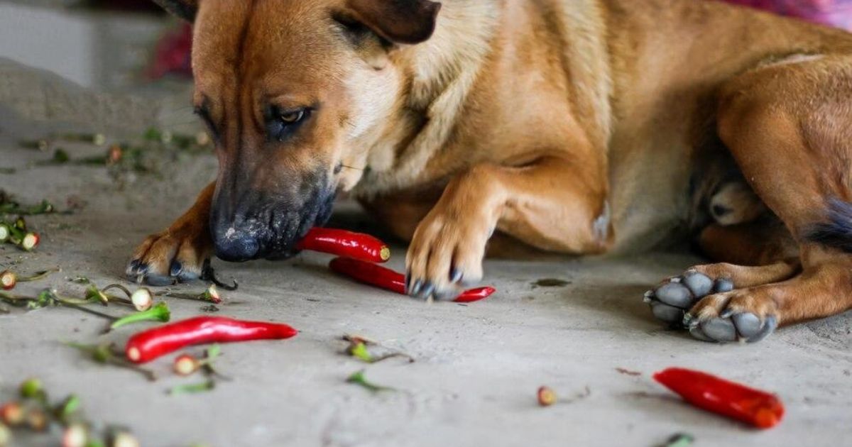 Can Dogs Eat Jalapenos