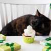 Can Cats Have Whipped Cream