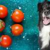 can dogs eat persimmons