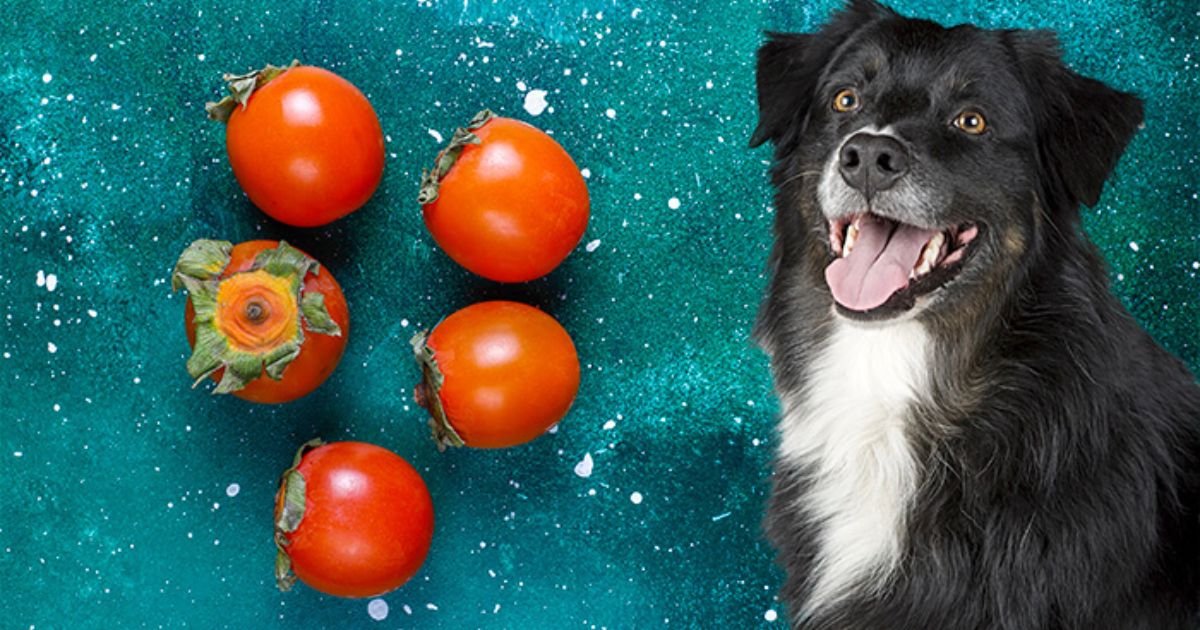 can dogs eat persimmons