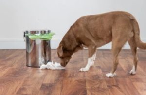 dog proof trash can