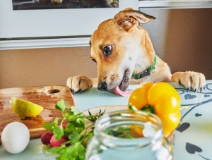 Can Dogs Eat Basil