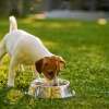 Can Dogs Eat Cheerios