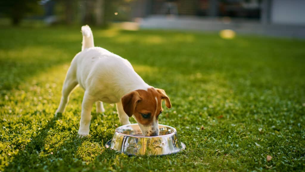 Can Dogs Eat Cheerios