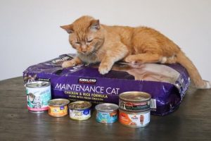 Top 7 Best Cat Foods