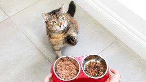 Top 7 Best Cat Foods