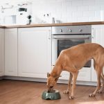 what household items can kill a dog instantly