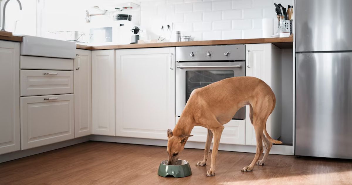 what household items can kill a dog instantly