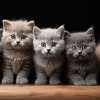 15 Best Cat Breeds